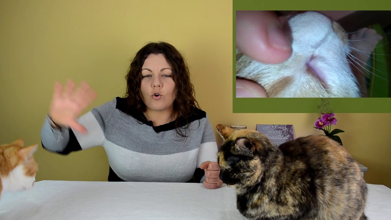 PULGAS EN GATOS ¿CÓMO QUITARLAS? | SABER SI LAS TIENEN, TRATAMIENTO NATURAL Y DESPARASITADORES APTOS
