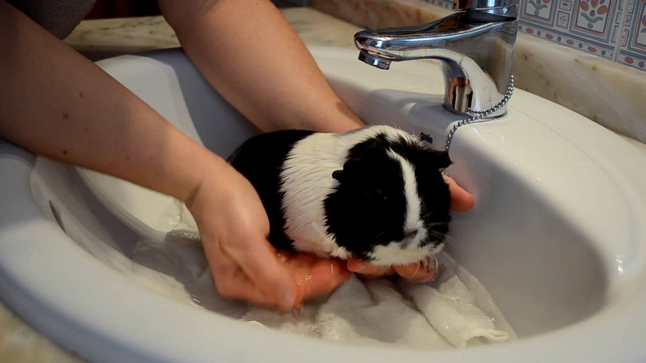 CÓMO SE BAÑA A UNA COBAYA Y CÓMO SE LES SECA, QUÉ CHAMPÚ USAR, FRECUENCIA, ALTERNATIVAS Y CONSEJOS
