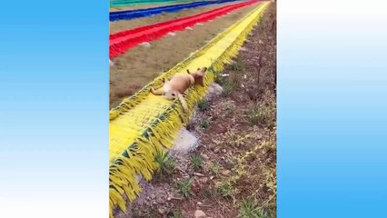 Top Funny Cat Videos Of The Weekly - Try Not To Laugh 108