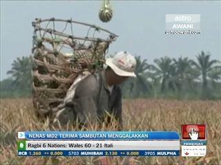 Nenas MD2 terima sambutan menggalakkan