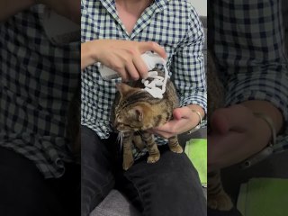 Man Rescues and Adopts Stranded Cat