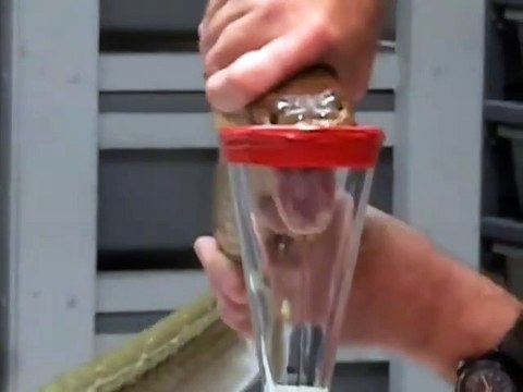 Extraire du venin d'un cobra royal... impressionnant