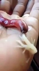 Cette créature mystérieuse est impressionnante : ver nemerte