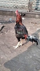 Rooster  Video By Kingdom of Awais