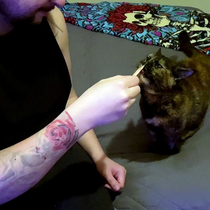 Cat is OBSESSED with Kitty Gogurt video Dailymotion