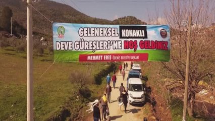 Ödemiş'te geleneksel deve güreşleri yapıldı