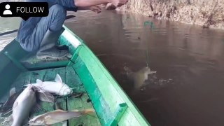 fishing Giant Mystus in indonesia Amazing