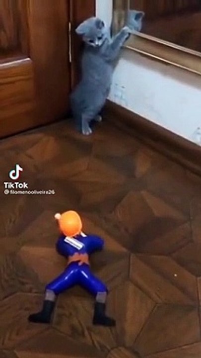 vidéos les plus drôles