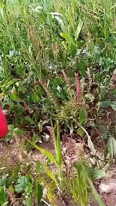 Ait bou Ali tidili massfioua Maroc