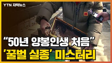 [자막뉴스] "50년 양봉 인생에 처음"...'꿀벌 집단실종' 미스터리 / YTN