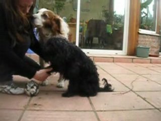 pacte avec mon pitou