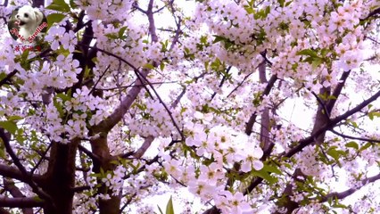 Spring blossoms