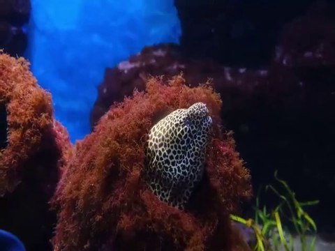 Ayatul Kursi Beautiful Recitation, Surah Ayatul Kursi Beautiful Voice, Colorful fish, Catch Anything