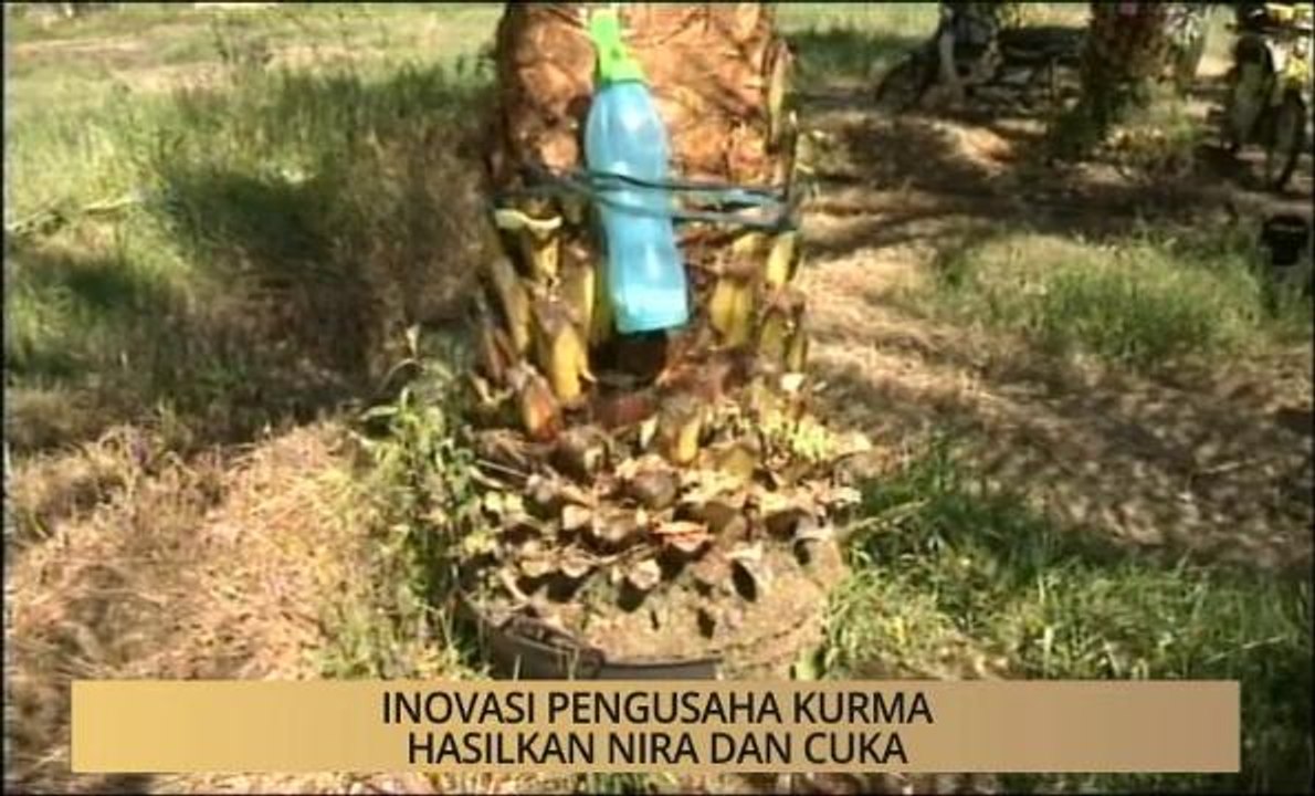 Khabar Dari Kelantan: Inovasi pengusaha kurma hasilkan nira dan cuka