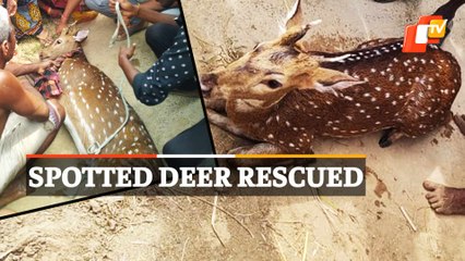 WATCH | Spotted Deer Rescued By Cuttack Villagers