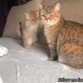 cute kitten with her mother , cute cat with her cute kitten, follow me for more interesting video