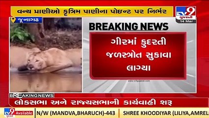 Natural water sources begin drying up in Gir jungle, wildlife dependent on artificial points _ TV9