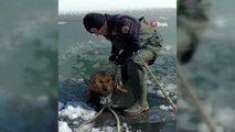 Buz tutan gölete düşen köpek donmak üzereyken kurtarıldı