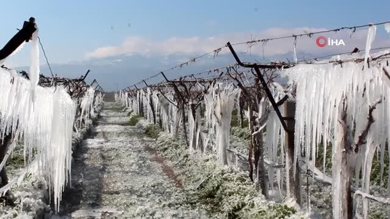 Sibirya değil Manisa... Don vuran bağlarda buz sarkıtları oluştu