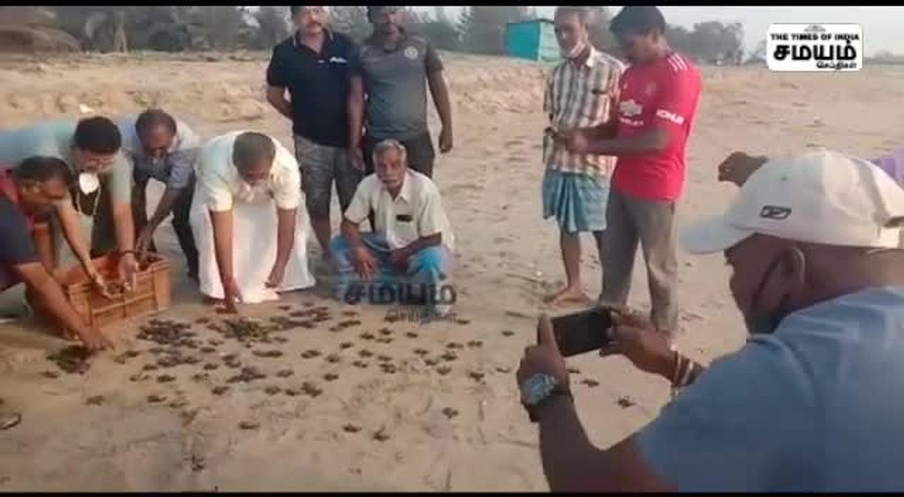 கடலுக்குள்ள போறமே ஜாலி... ஜாலி. தவழ்ந்து செல்லும் குட்டி ஆமை குஞ்சுகள் !