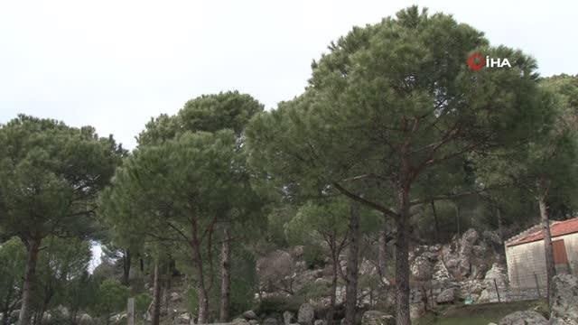 Kozak Yaylası'nda çam fıstığı bekleyişi... Verimi yıldan yıla azalan çam fıstığı için araştırmalar sürüyor