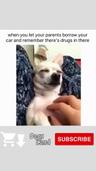 Funny Dog Videos 2022  #24 #Shorts