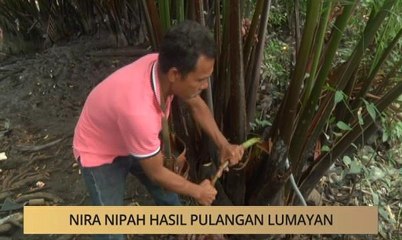 Khabar Dari Kelantan: Nira nipah hasil pulangan lumayan