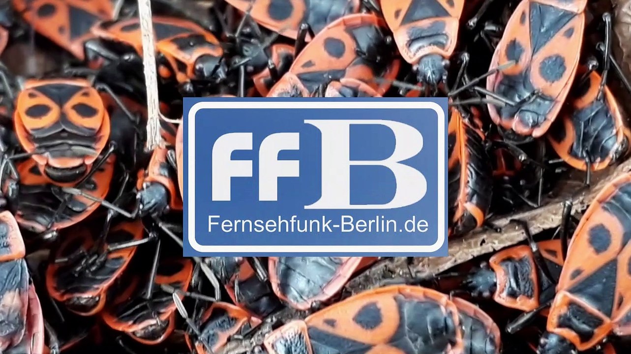 Viel zu sehen. hier beim Fernsehfunk Berlin