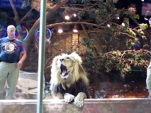 Une lionne sauve cet homme qui se faisait attaquer par ce lion