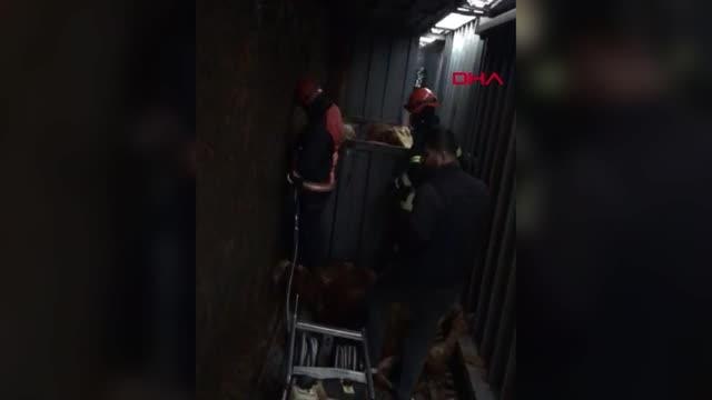 BİNGÖL'DE BÜYÜKBAŞ HAYVAN YÜKLÜ KAMYON DEVRİLDİ