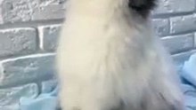  Cute Baby Bunny  