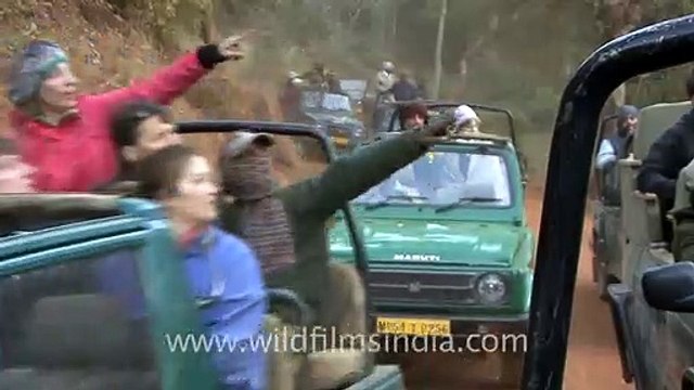 Crowded jungle safari at Bandhavgarh_ tigers come here to watch caged humans!