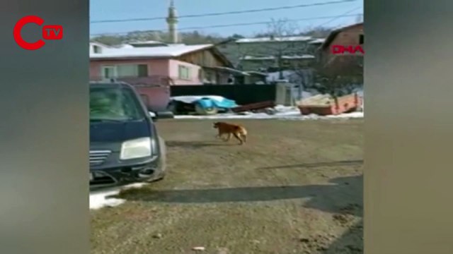 Buz kırılınca gölete düşen köpek donmak üzereyken kurtarıldı