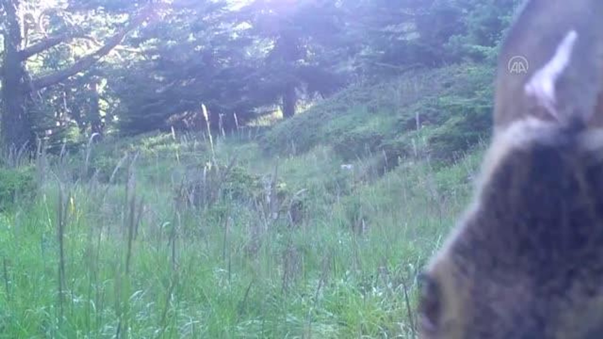 Yaban hayatı çeşitliliği fotokapanlara yansıdı