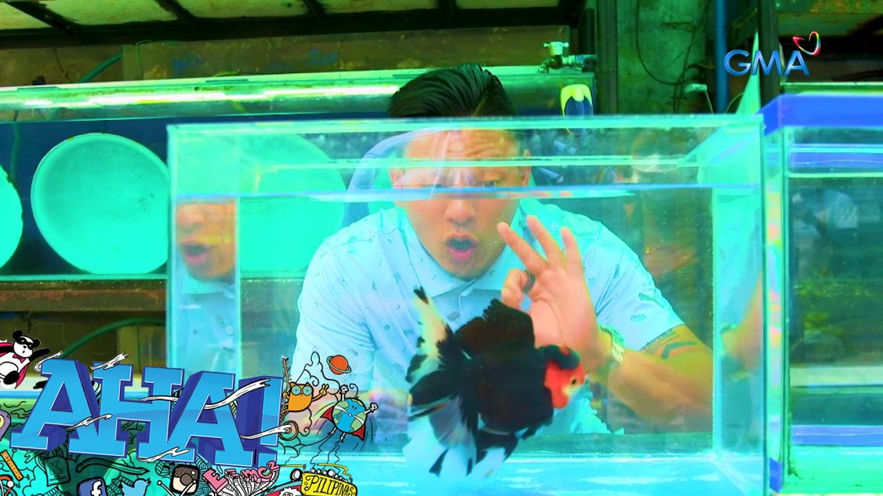 AHA!: Ang AHA-mazing abilities ng mga goldfish!