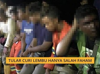 Tular curi lembu hanya salah faham
