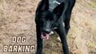 Sound Effect Dog Barking Video By Kingdom Of Awais
