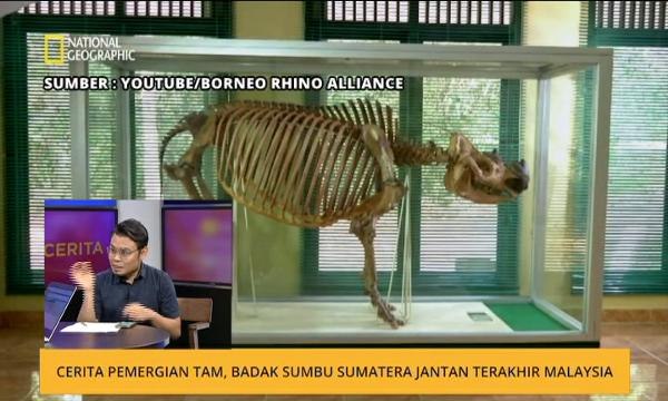 Cerita Sebalik Berita: Cerita pemergian Tam, Badak Sumbu Sumatera jantan terakhir Malaysia
