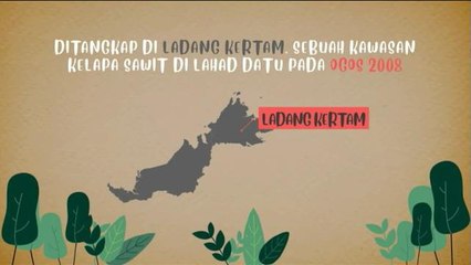 [INFOGRAFIK] Kenali Tam, Badak Sumbu Sumatera