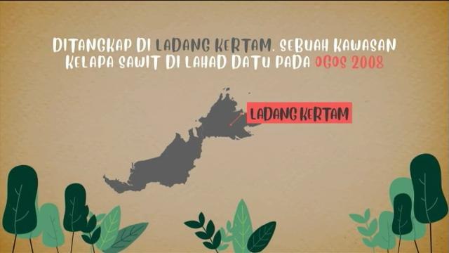 [INFOGRAFIK] Kenali Tam, Badak Sumbu Sumatera