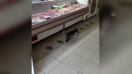 "Kedi Yeşim" ile tanınan Manisalı kasabın "sevimli müşterileri" eksik olmuyor