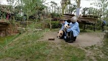 Primera salida de los dos gemelos panda, de 7 meses, en el zoo de Francia