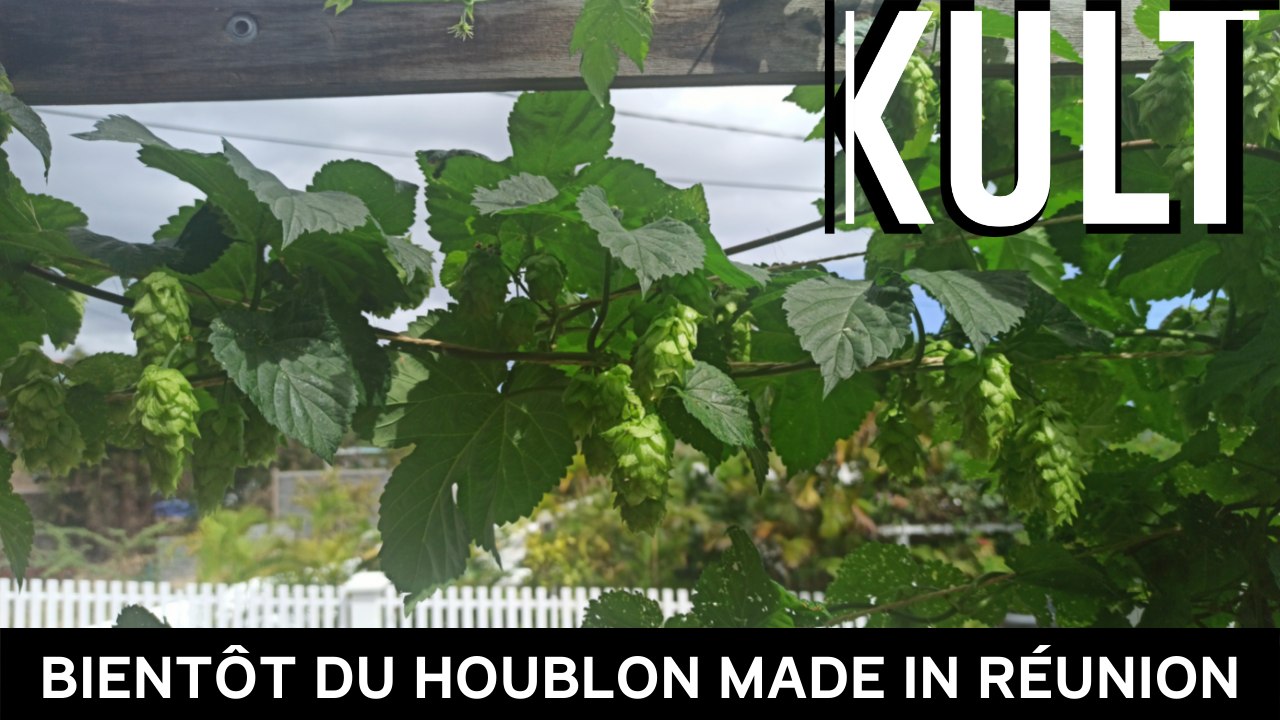 Bientôt du houblon made in Réunion