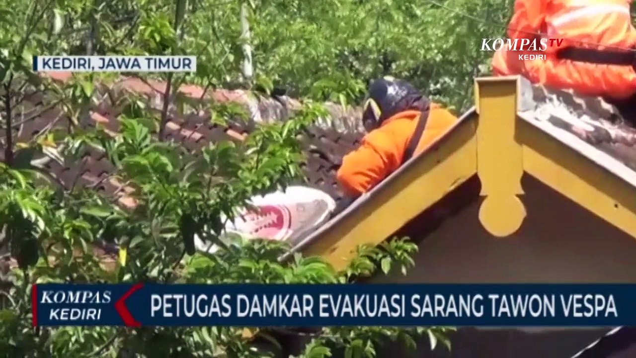 Petugas Damkar Evakuasi Sarang Tawon Vespa Dari Atap Rumah Warga