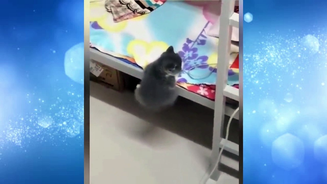 Funny Cat Videos