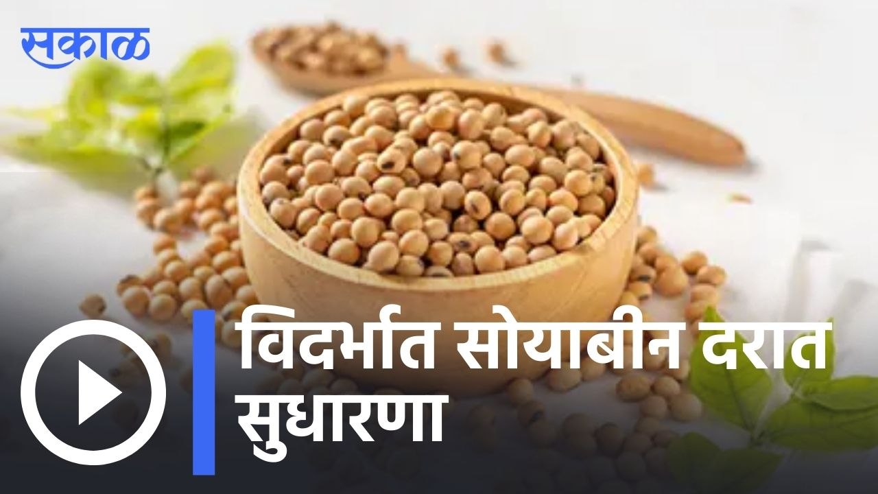 Soyabean Rate | विदर्भात सोयाबीन दरात सुधारणा  | Sakal |