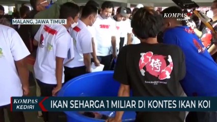 Download Video: Fantastis! Ikan Koi Juara Kontes Dihargai 1 Miliar