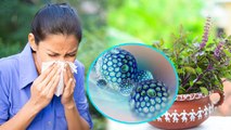 बार बार छींक आना Pollen Allergy Symptoms, क्या है कारण और बचाव | Boldsky