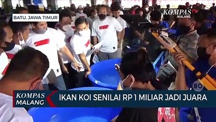 Ikan Koi Senilai Rp 1 Miliar Jadi Juara Kontes di Kota Batu