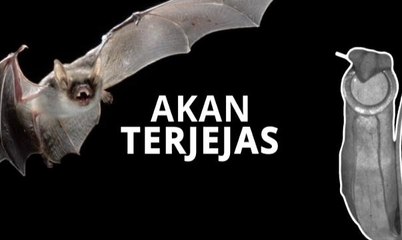 [INFOGRAFIK] Lemang periuk kera